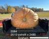 Best of Harvestfest: Top 3 2000lb Giant Pumpkin Seeds