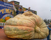 2560 Gienger Giant Pumpkin Seed, '22 heaviest pumpkin