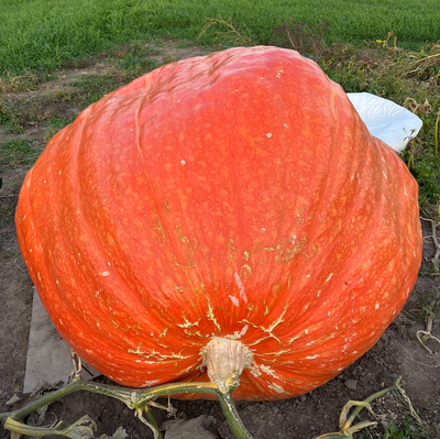 Contest-winning orange giant pumpkin seed collection