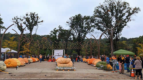 13,300lbs of Giant Pumpkin Genetics: Altoona top 6 seeds